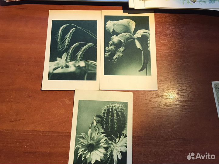 Открытки СССР рыбы/ животные/ растения