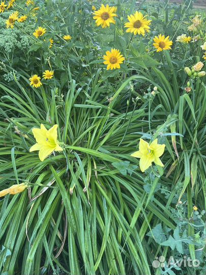 Лилейники, гортензия