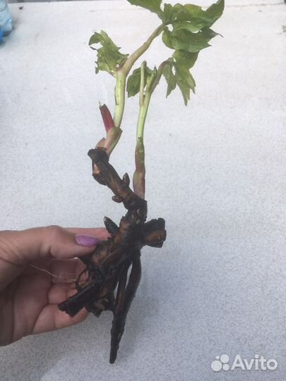 Саженцы пионов