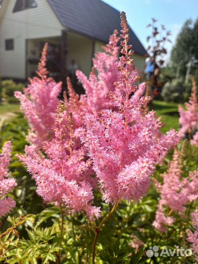 Астильба 4 вида
