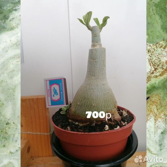 Адениум прививка