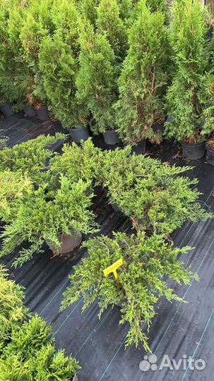 Можжевельник в ассортименте