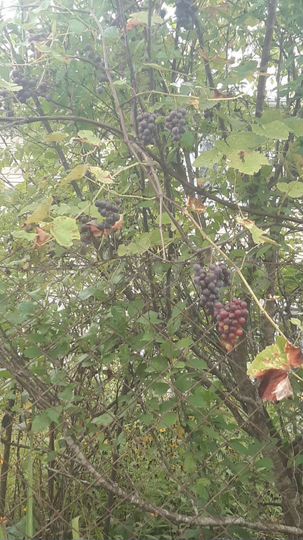 Участок 5,2 сот. (СНТ, ДНП)