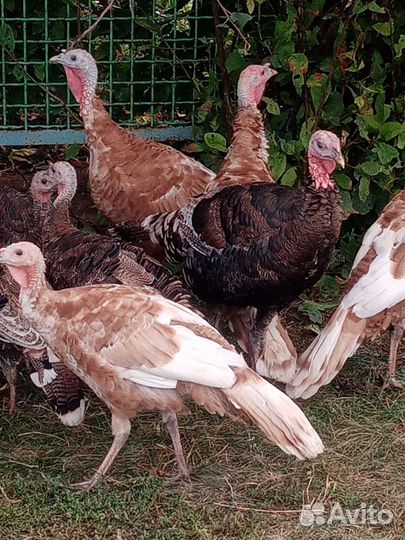 Индюки индюшата