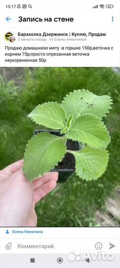 Домашняя мята