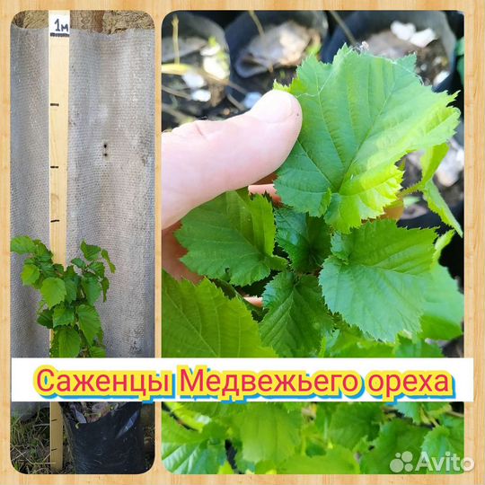 Саженцы декоративных деревьев и кустарников