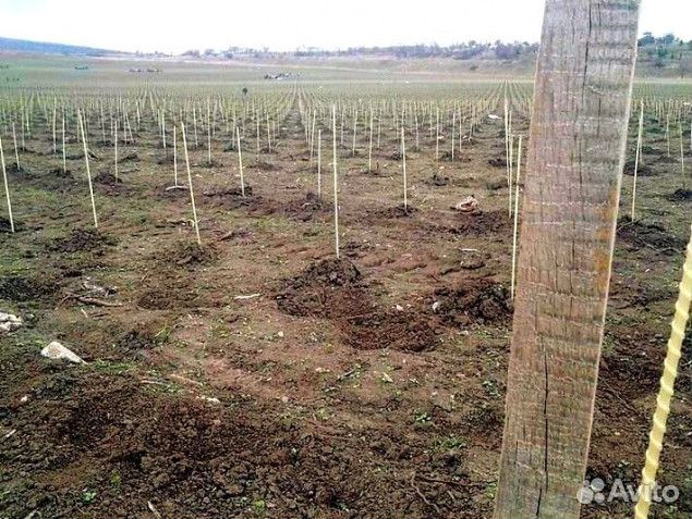 Опора (колышек) для яблок и винограда дм 10 мм