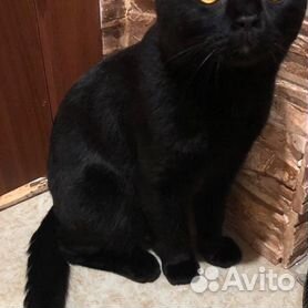 Скоттиш фолд черный