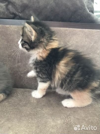 Котенок девочка