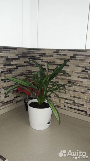 Продаются комнатные цветы
