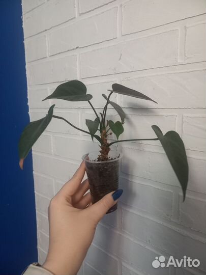 Ананас, декабрист, антуриум