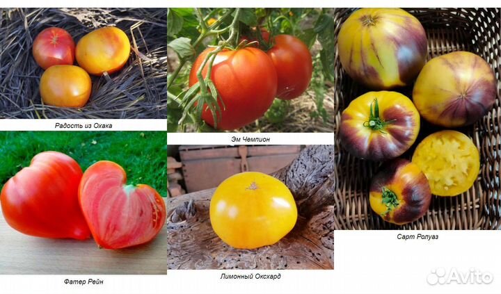 Семена коллекционных томатов