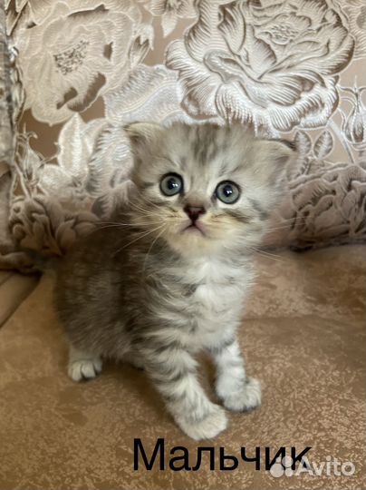 Котята вислоухие