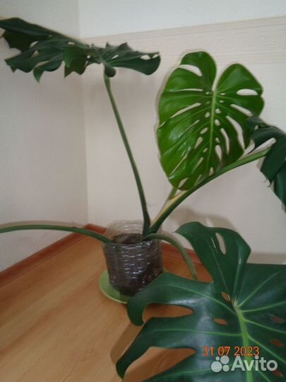 Комнатные растения монстера