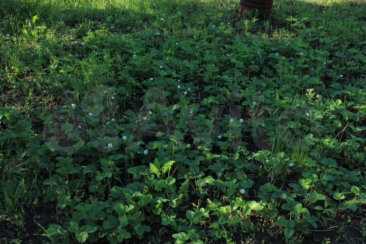 Участок 7 сот. (ИЖС)