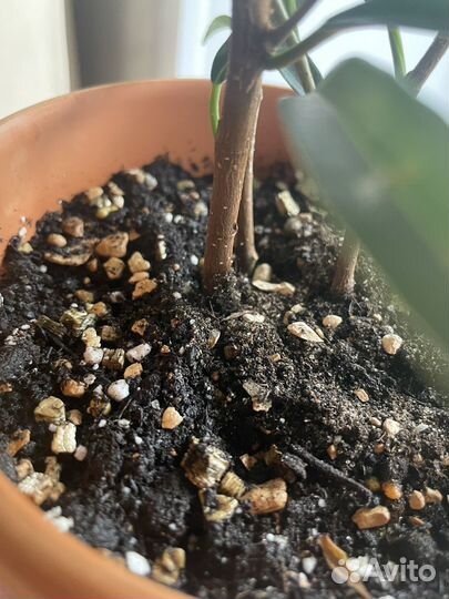 Фикус Тинеке и Абиджан