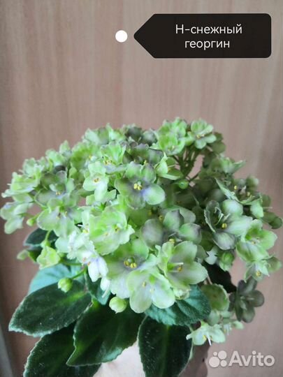 Фиалки детки мини