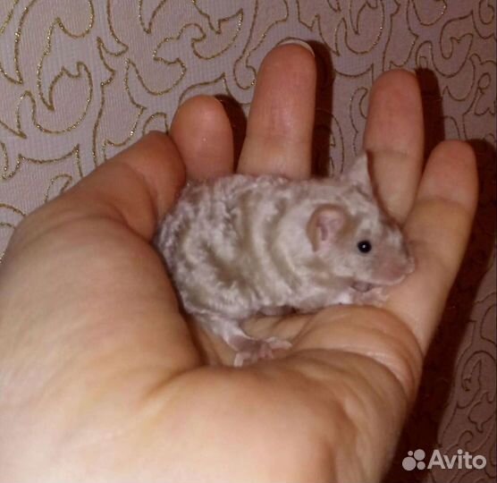 Передержка мелких домашних животных