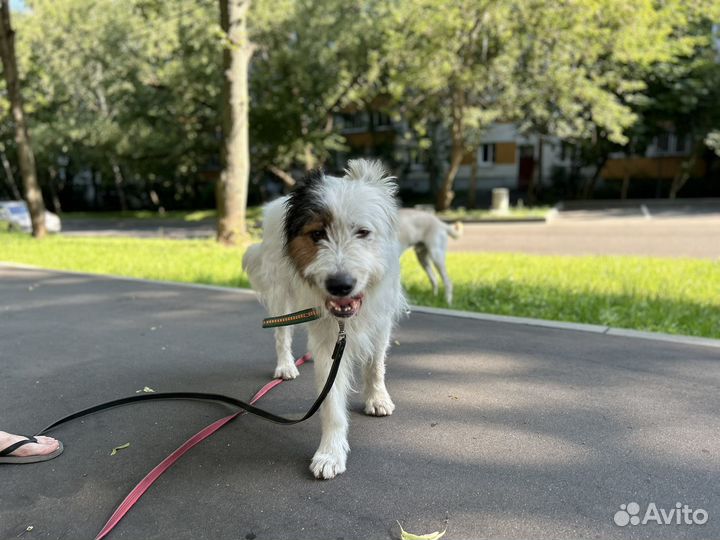 Собака в добрые руки