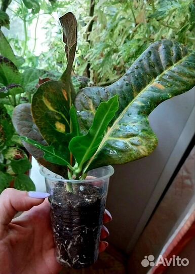 Кодиеум кротон