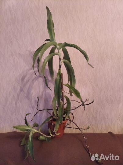 Растение золотой ус