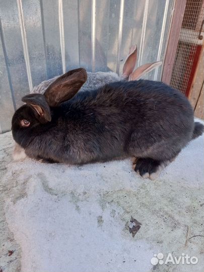 Кролики самцы