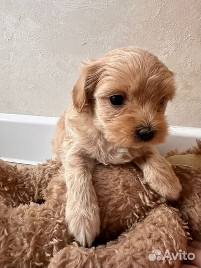 Мальтипу f1 мини девочка