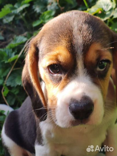 Бигль трехцветные щенки