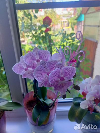 Орхидея фаленопсис Биг лип