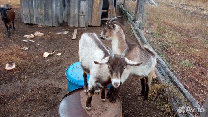 Коза дойная альпонубийка