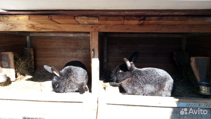 Другие животные