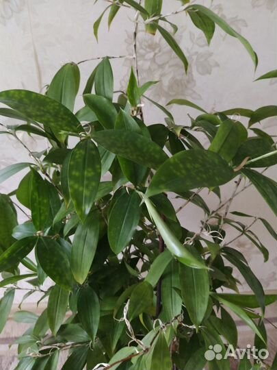 Драцена годсефа