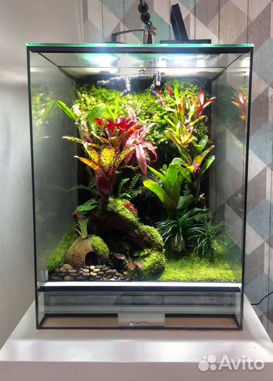 Оформление террариума, флорариума