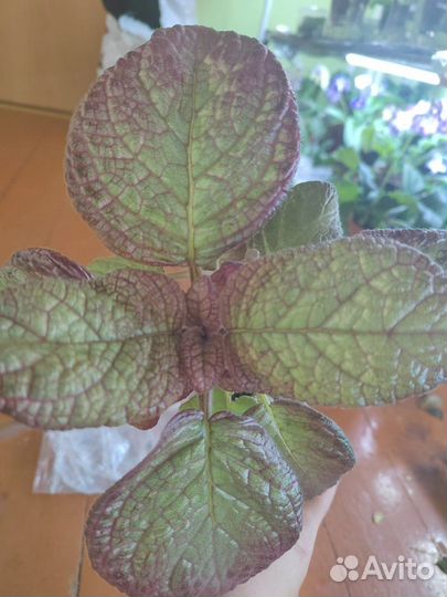 Продам цветы комнатные