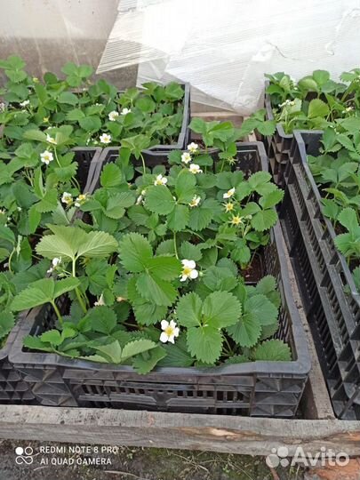 Рассада клубники