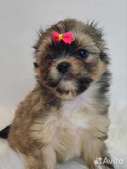 Девочки красавицы