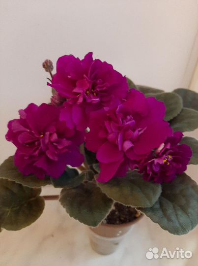 Фиалки. Детки