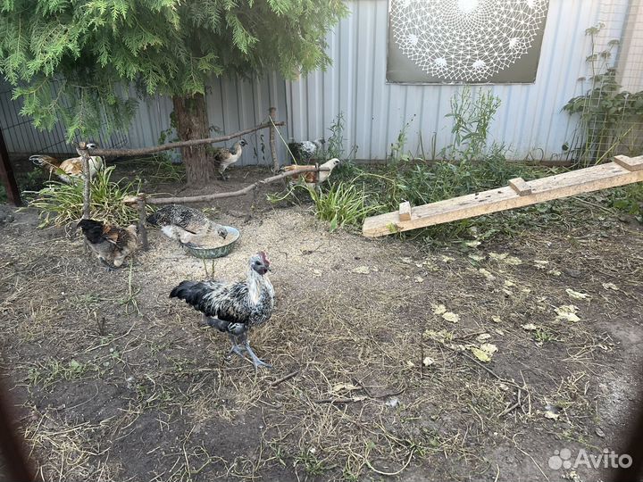 Петухи лакеданзи