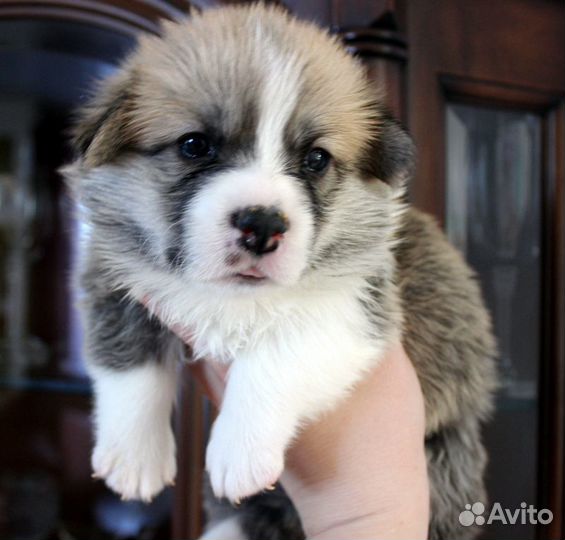 Новогодние корги пемброк