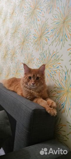 Мейн-кун вязка