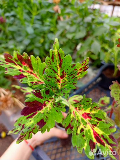 Набор Колеусов