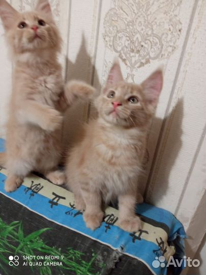 Котята мейн-кун