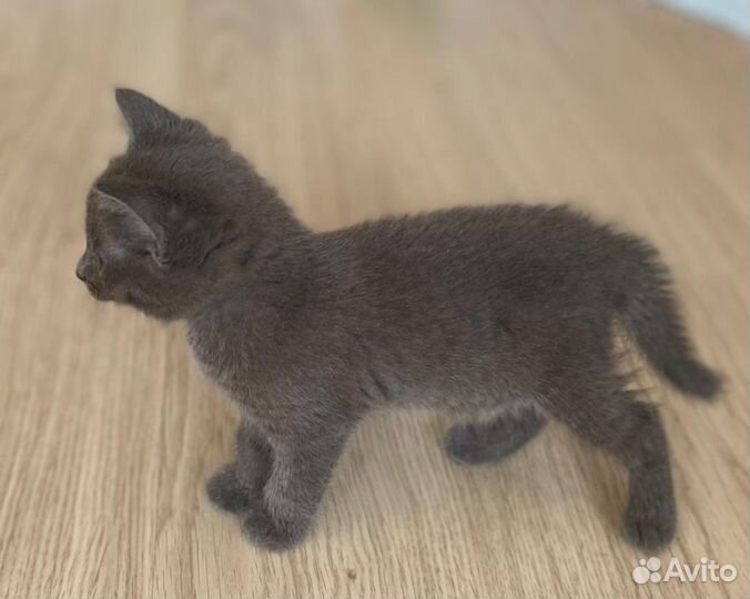 Котенок серый мальчик