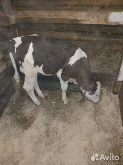 Корова телка