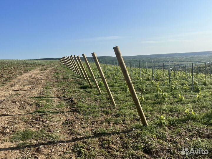 Мантаж шпалерных систем для виноорадников и садов