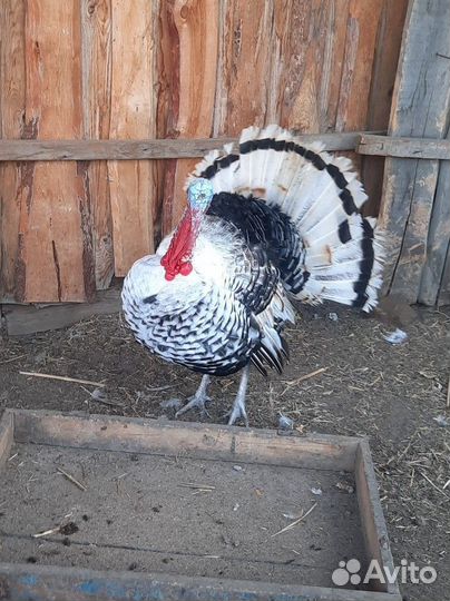 Продам индюков
