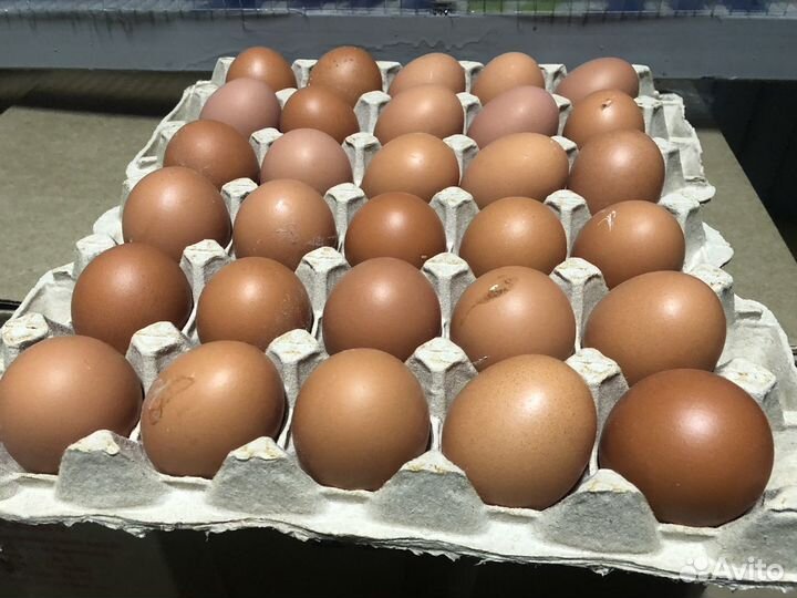 Домашние куриные яйца оптом