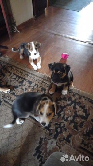 Щенки