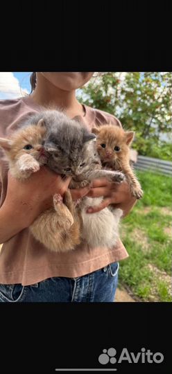 Котята в добрые руки