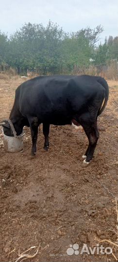 Корова дойная